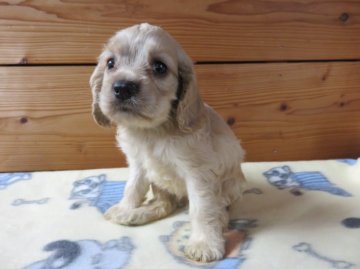 アメリカンコッカースパニエル【愛知県・女の子・2016年9月14日・バフ】の写真「」