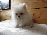 ポメラニアン【愛知県・女の子・2018年1月13日・クリーム】の写真1