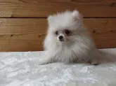 ポメラニアン【愛知県・女の子・2018年1月13日・クリーム】の写真2