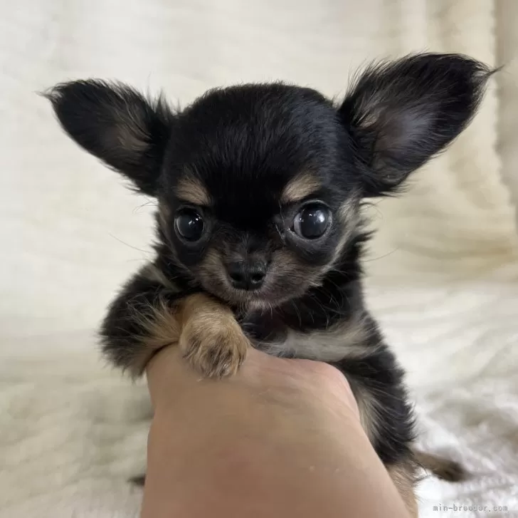 ID：2411-04418の子犬