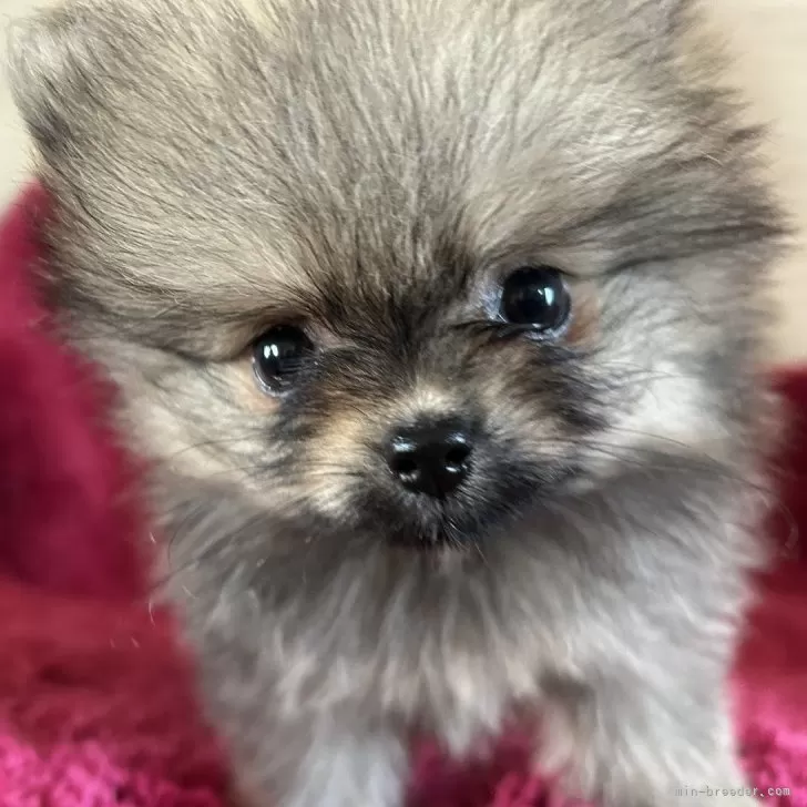 ID：2510-07794の子犬