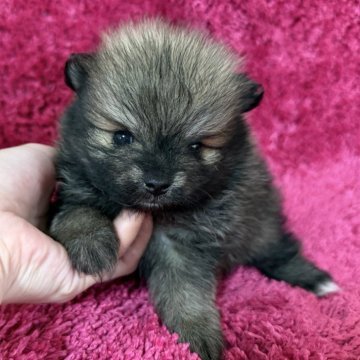 ポメラニアン【京都府・男の子・2025年4月13日・ウルフセーブル】の写真「男の子っぽい顔の可愛い子です😍」