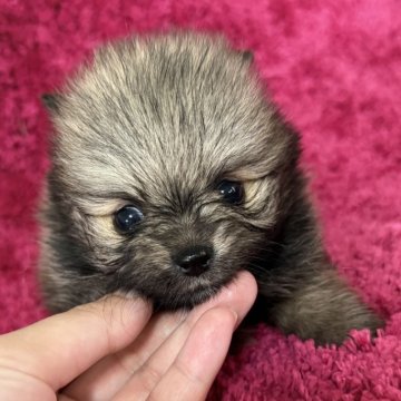 ポメラニアン【京都府・女の子・2025年4月13日・ウルフセーブル】の写真「お人形さんみたいで可愛いです😍」