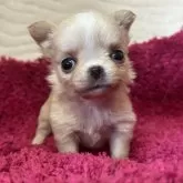 チワワ(ロング)