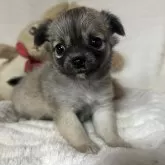 チワワ(ロング)