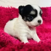 チワワ(ロング)