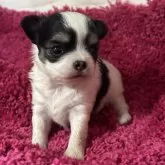 チワワ(ロング)