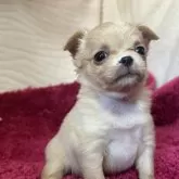 チワワ(ロング)【京都府・女の子・2025年11月9日・クリーム&ホワイト】の写真1