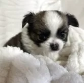 チワワ(ロング)【京都府・男の子・2025年11月3日・フォーン&ホワイト】の写真7