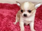 チワワ(スムース)【京都府・女の子・2021年10月4日・フォーン&ホワイト】の写真1
