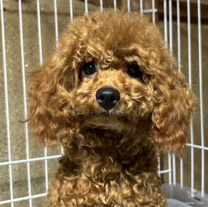 M.M 様のお迎えした子犬