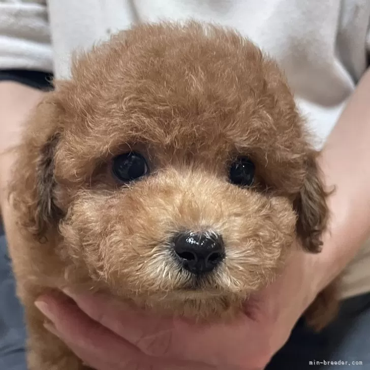 ID：2501-04820の子犬