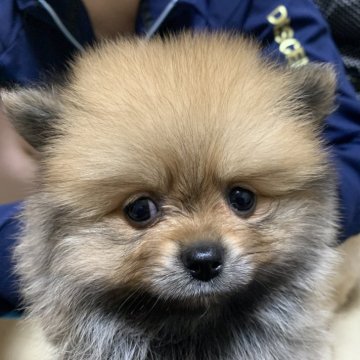 ポメラニアン【岡山県・女の子・2025年10月3日・オレンジセーブル】の写真「この顔を見て下さい！！」