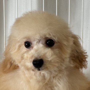 高知県の近隣の子犬を探す|ブリーダー直販の子犬販売【みんなの 高知県の近隣の子犬を探す|ブリーダー直販の子犬販売【みんなの