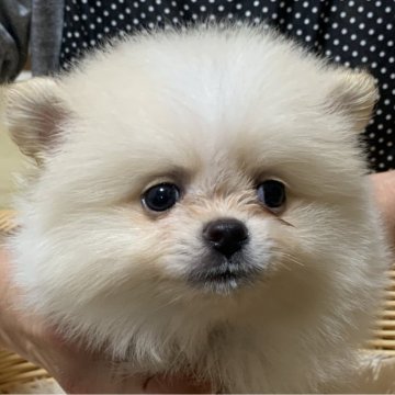 ポメラニアン【岡山県・男の子・2025年10月3日・クリーム色】の写真「プリティボーイです」