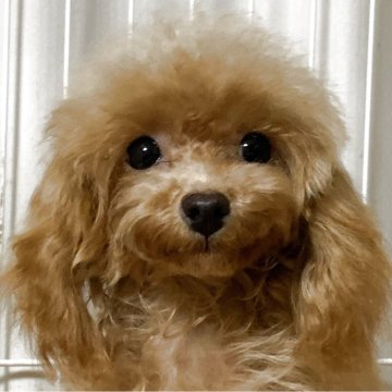 タイニープードル【岡山県・女の子・2025年3月20日・レッド】の写真「可愛い顔立ちをしています」