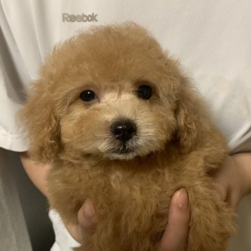 トイプードル(トイ)【岡山県・男の子・2025年7月9日・薄いレッド】の写真「ちょっとシャイな子です」