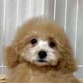 トイプードル(トイ)