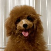 トイプードル(タイニー)