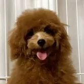 タイニープードル