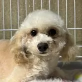 トイプードル(トイ)【岡山県・男の子・2024年11月13日・アプリコット】の写真4