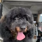 トイプードル(トイ)【岡山県・男の子・2025年3月20日・ブラック&レッド】の写真7