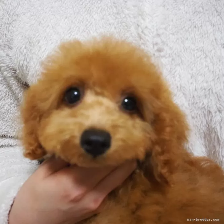 R.K 様のお迎えした子犬