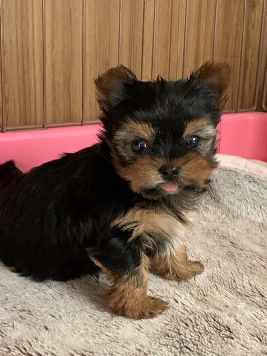 カテゴリ ヨーキー様専用ページの通販 by つさ|ラクマ コスメ - www