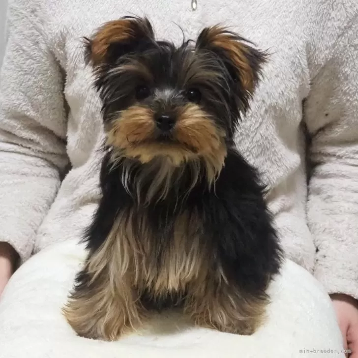 ID:2311-06928の子犬