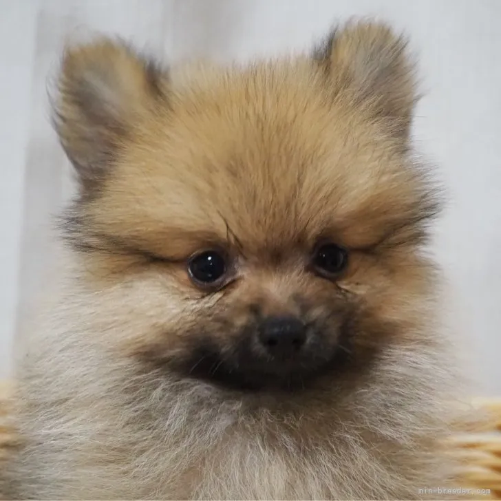ID:2307-02877の子犬