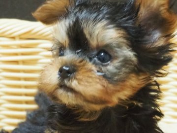 ヨークシャーテリア【岡山県・女の子・2022年6月8日・スチールブルー&タン】の写真「つぶらな瞳がチャームポイントです」