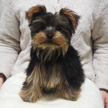 ヨークシャーテリア【岡山県・女の子・2023年10月12日・スチールブルー&タン】の写真「ママに似た可愛い女の子です」