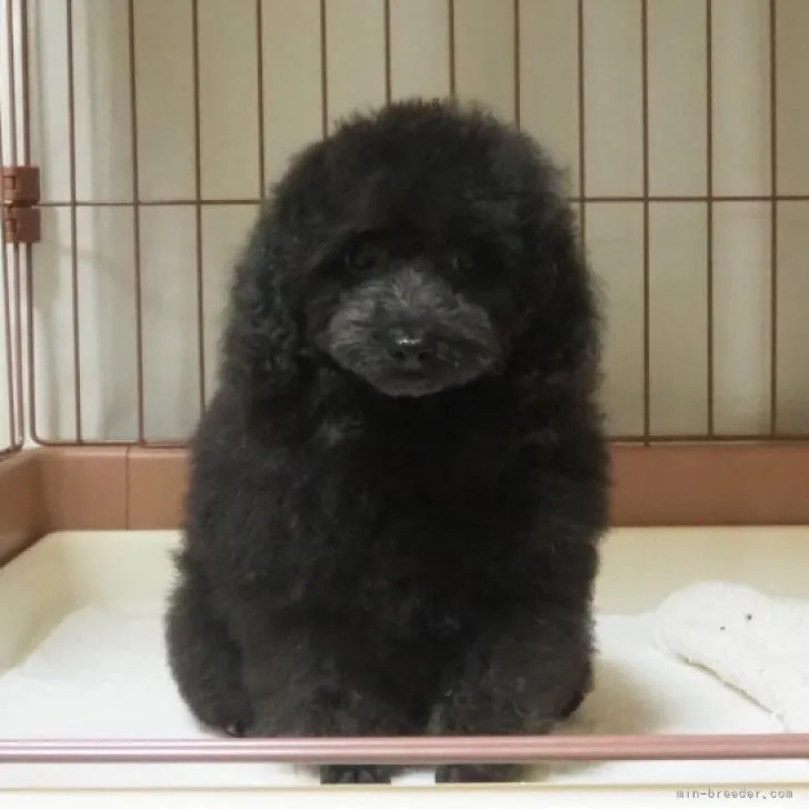 YFM 様のお迎えした子犬