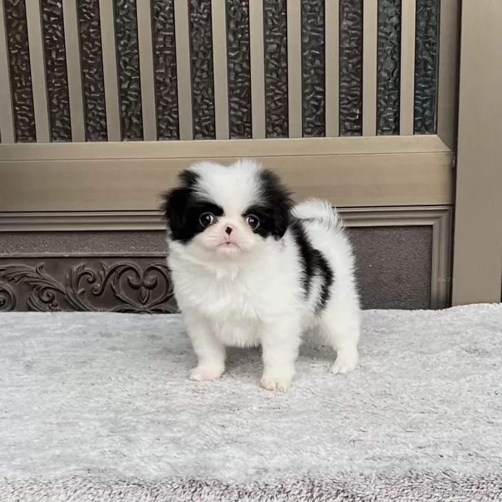 ID：2501-02859の子犬