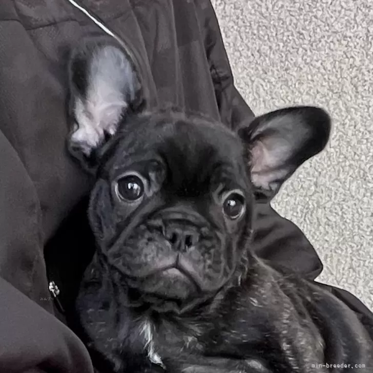 ID：2503-05261の子犬