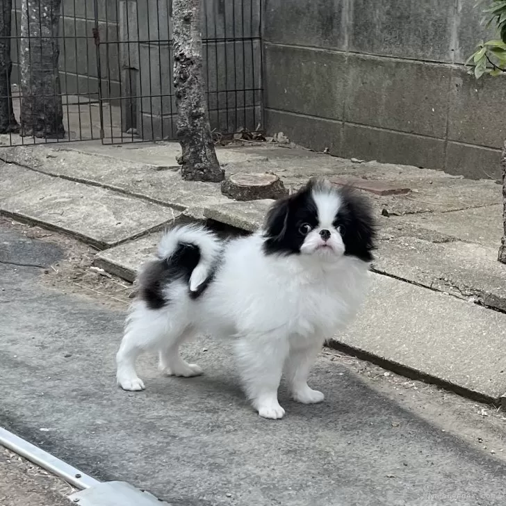ナオコーラ 様のお迎えした子犬