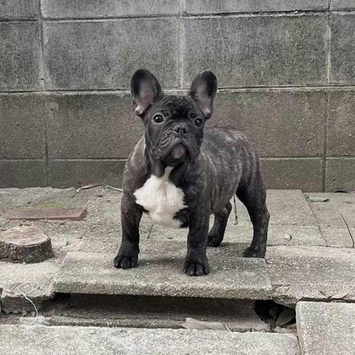ID：2502-00780の子犬