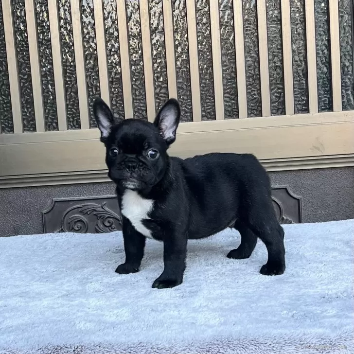 ID：2507-09419の子犬