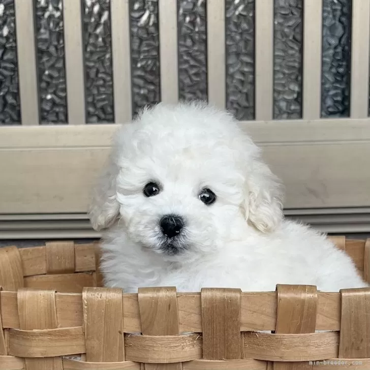 ID:2412-02511の子犬