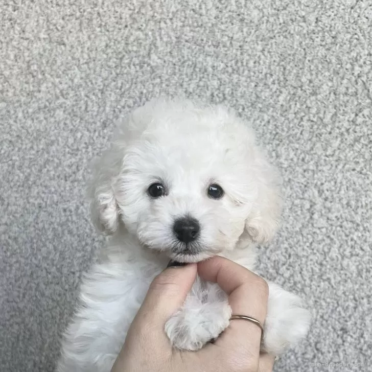 タイニープードル【香川県・女の子・2025年10月17日・ホワイト】の写真1