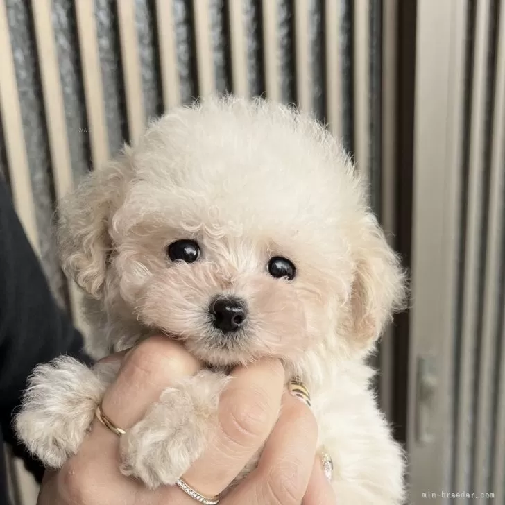 ID:2501-06630の子犬