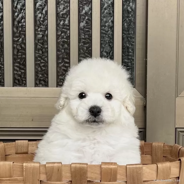 ID:2503-07147の子犬