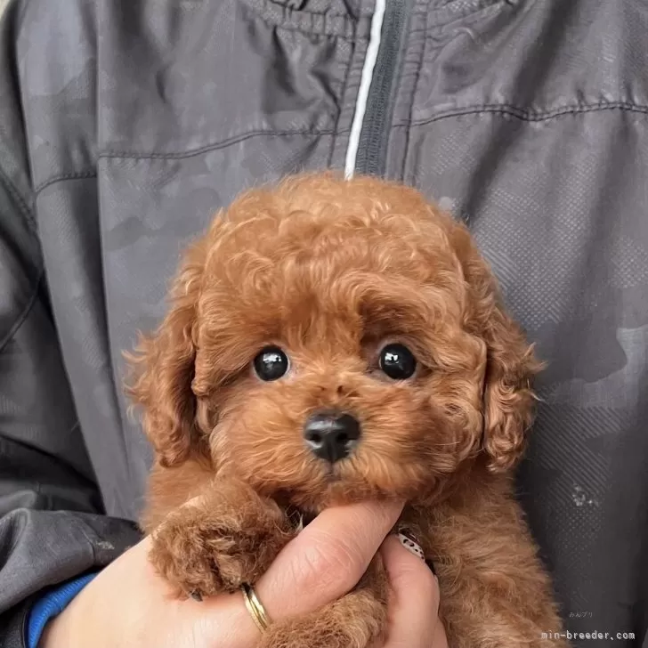 kotaroumama 様のお迎えした子犬