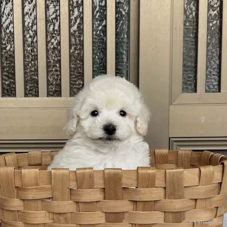 ID:2503-07744の子犬