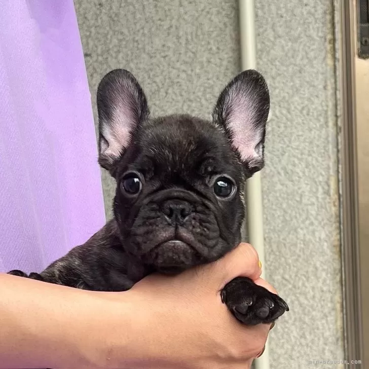 ID：2509-07578の子犬
