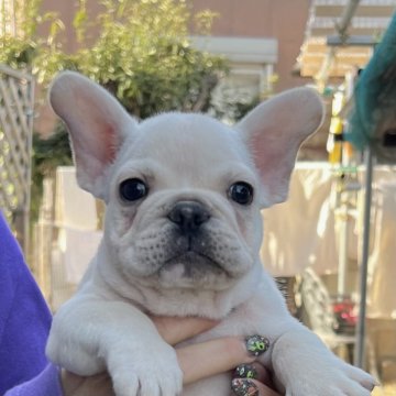 四国のボストンテリアの子犬を探す｜ブリーダー直販の子犬販売
