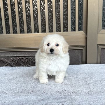 タイニープードル【香川県・男の子・2025年10月8日・クリーム】の写真「フワフワ姫」