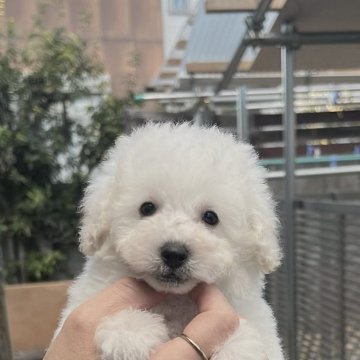 トイプードル(タイニー)【香川県・男の子・2025年10月17日・ホワイト】の写真「イケメン君」