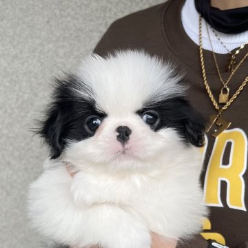 狆(チン)【香川県・男の子・2024年11月23日・白黒】の写真「ふわふわ君」