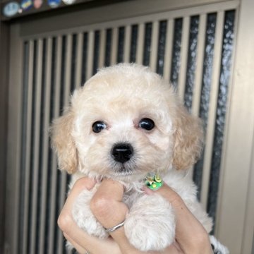 送料込み。トイプードルアプリコットちゃん。立ちポーズ。 アプリコットのトイプードルの子犬を探す｜ブリーダー直販の子犬